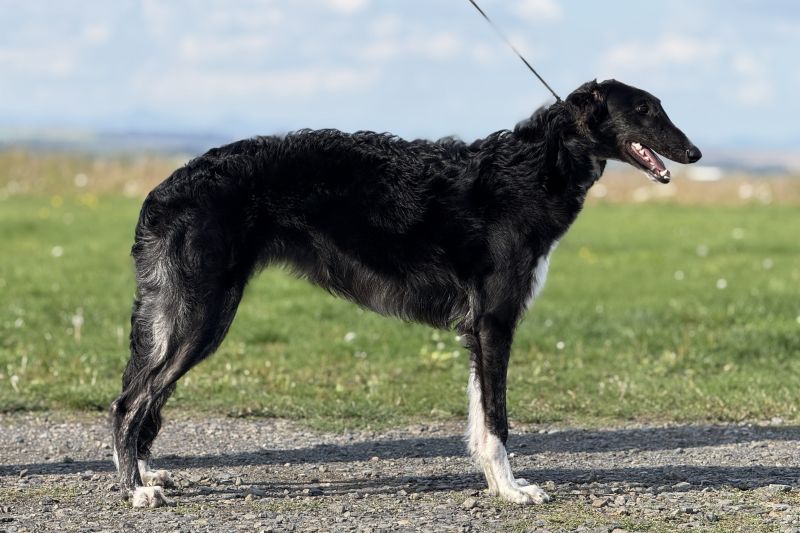 Nora 8m Jesin 2025 a