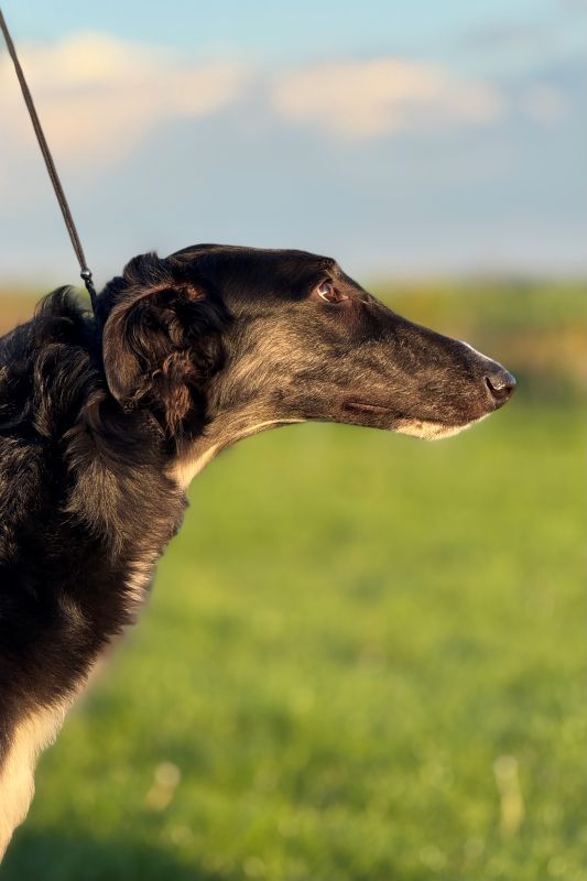 Nora 8m Jesin 2025 b