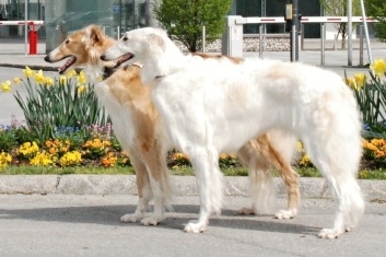 olinka 2014 salzburg