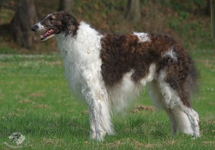 gali2