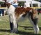 gali 2003 mb