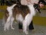 gali 2004 nitra